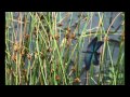 氷雨        カバーカスミソウ「池田」