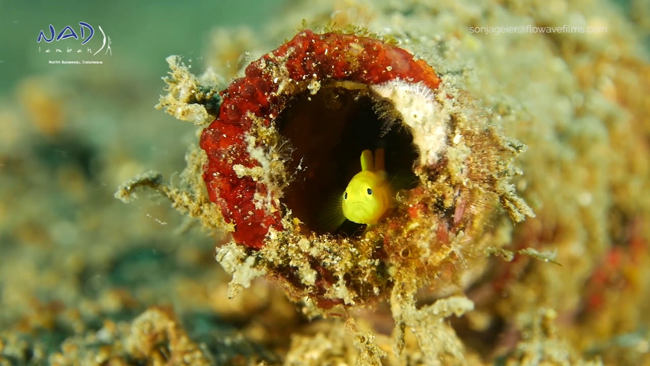 NAD-LEMBEH HIGHLIGHTS | August, 2018