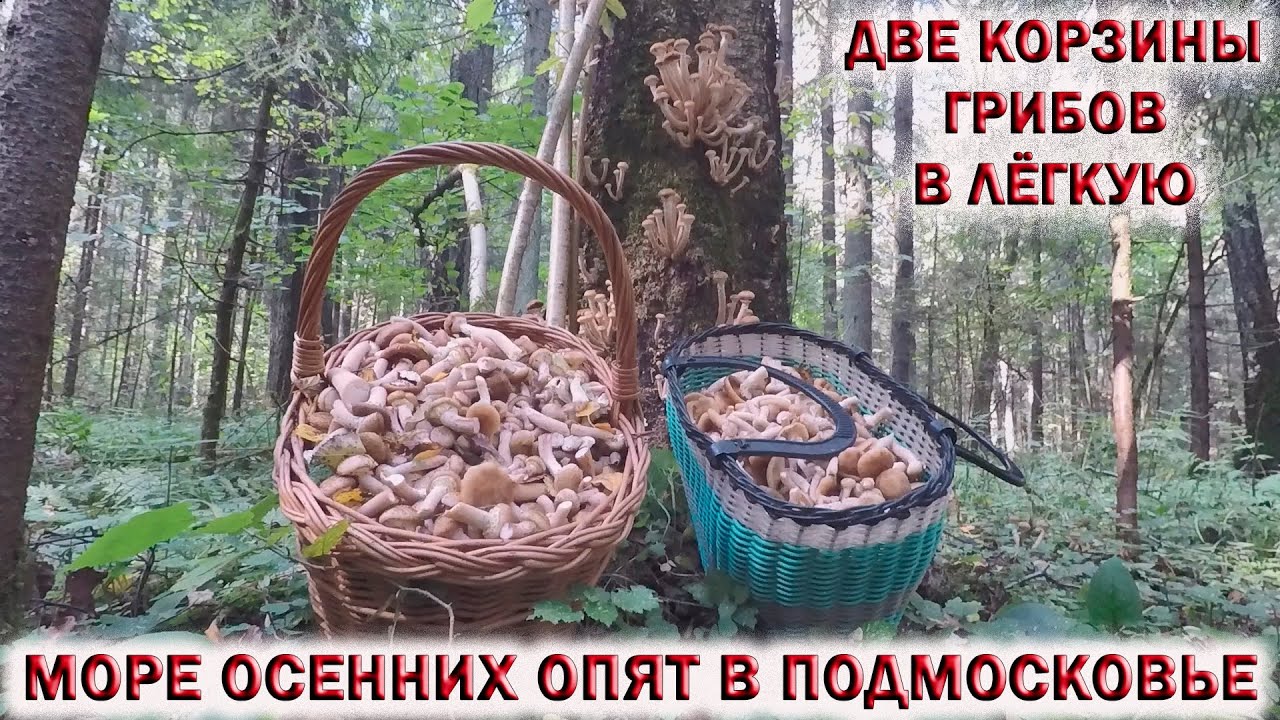 Осеннее Подмосковье Фото