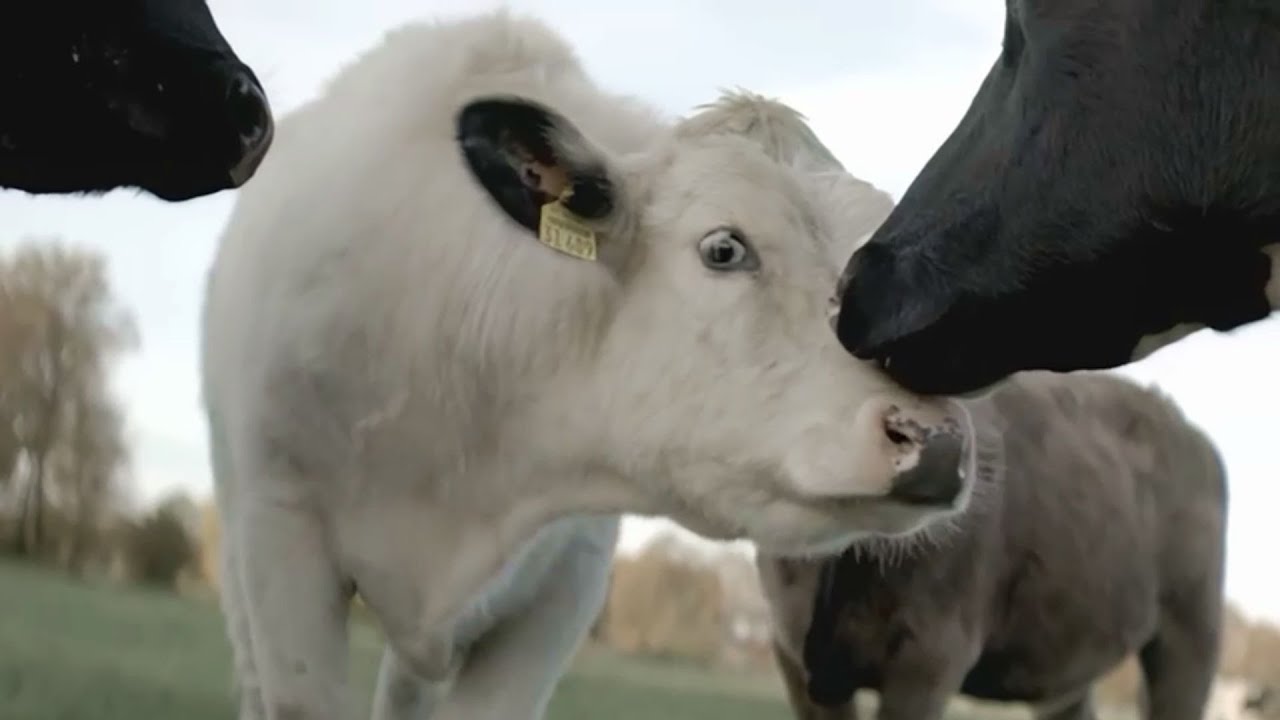 4 Die kleine Wurstmanufaktur