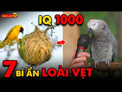 Video: Sự thật hấp dẫn về 4 loại vẹt