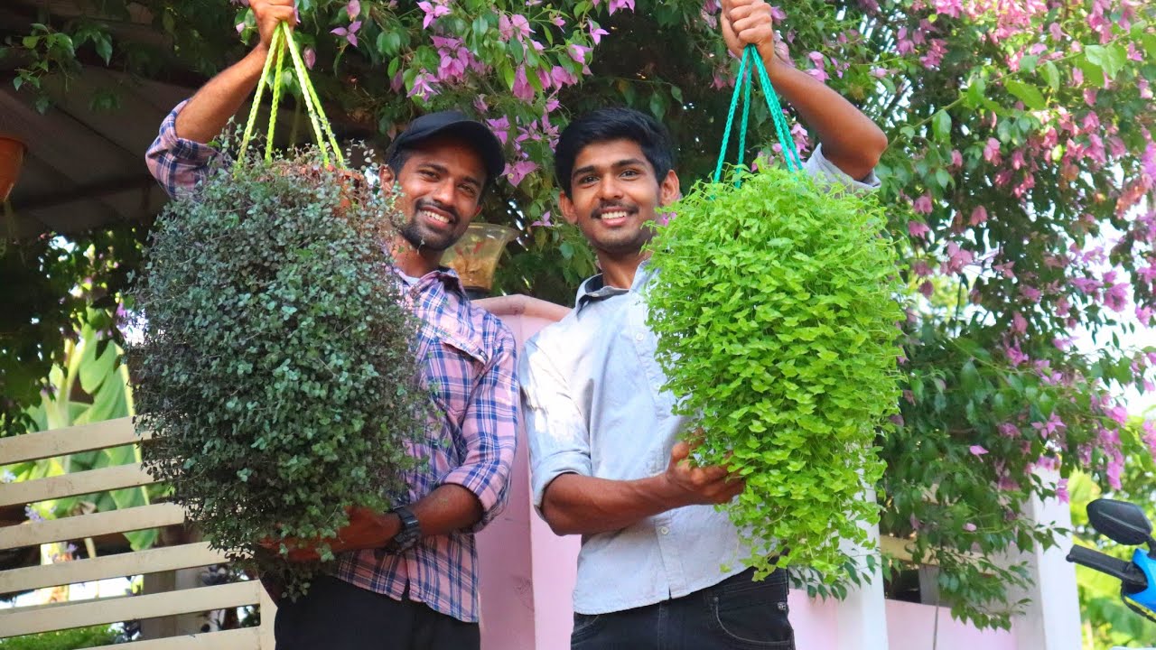Fast Growing Hanging Plants Beautiful Cascading Plants In Malayalam Hanging Plants Plants Diy Plants