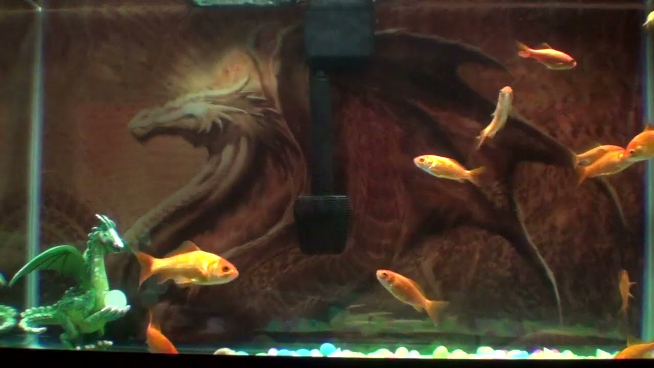 watching the fish swim around YouTube