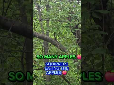 SQUIRRELS on the Apple 🍎 Tree eating
