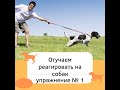 Как  отучаем реагировать на собак? Легкое упражнение для обучение не реагировать на собак