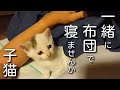 #3子猫保護してから3日目 #保護動画 #保護猫 #cat #子猫保護