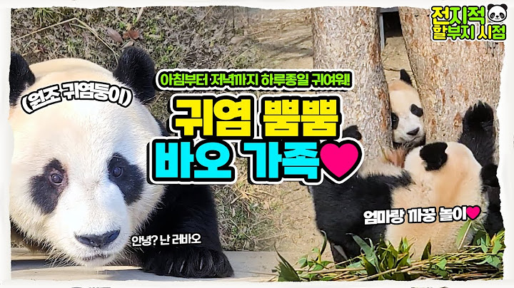 (SUB)  With warm spring sunshine, Fubao family is just happy with a tree😍│Everland Panda Fubao