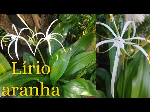 Vídeo: O que é um hemerocallis de aranha – Guia de cultivo de hemerocallis de aranha