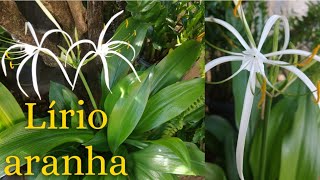 Lírio Aranha: Características, Significado e Dicas de Como Cuidar da Flor