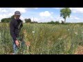 Blés anciens sans nitrate