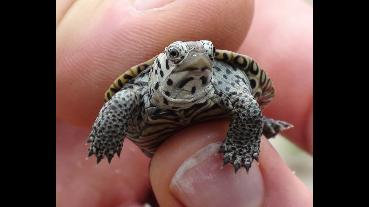 Just A Compilation Of Really Tiny Turtles That Are Too Cute To Be Real