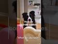 How Do Border Collies Talk Bordercollie How Do Border Collies Talk Bordercollie