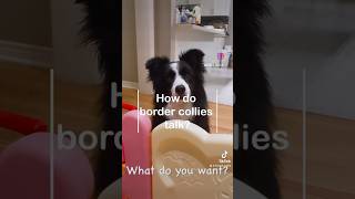 How do border collies talk? #bordercollie