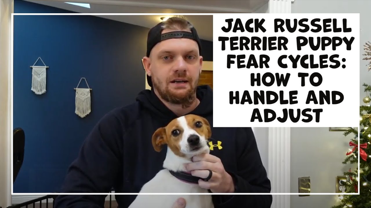Jack Russell Terrier Puppy Fear Cycles How To Handle Your New Dog s jack-russell-terrier-puppy-fear-cycles-how-to-handle-your-new-dog-s