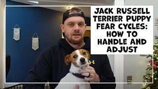 Jack Russell Terrier Puppy Fear Cycles: How To Handle Your New Dog's Fear Periods and Stages by Terrier Owner 2,484 views 1 year ago 7 minutes, 32 seconds