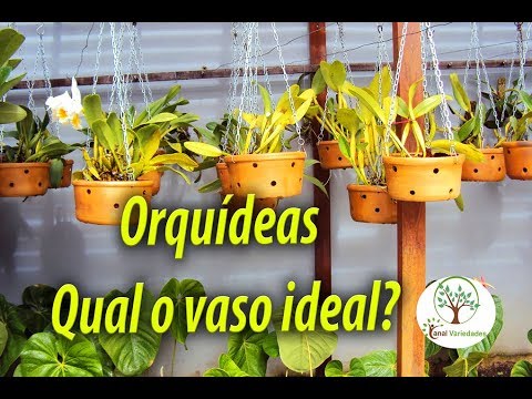 ORQUÍDEAS, QUAL O VASO IDEAL ? - thptnganamst.edu.vn