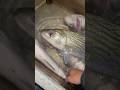 STRIPER FISHING SAC RIVER CALIFORNIA 7/31/2025