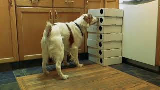 Sourcing Test Help Prevent False Alerts | Hunter's Heart Scent Dog Training by Hunters Heart 1,264 views 6 years ago 1 minute, 58 seconds