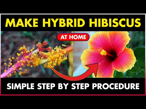 How to make HYBRID HIBISCUS plant at Hope | How to pollinate Hibiscus Flower  by hand