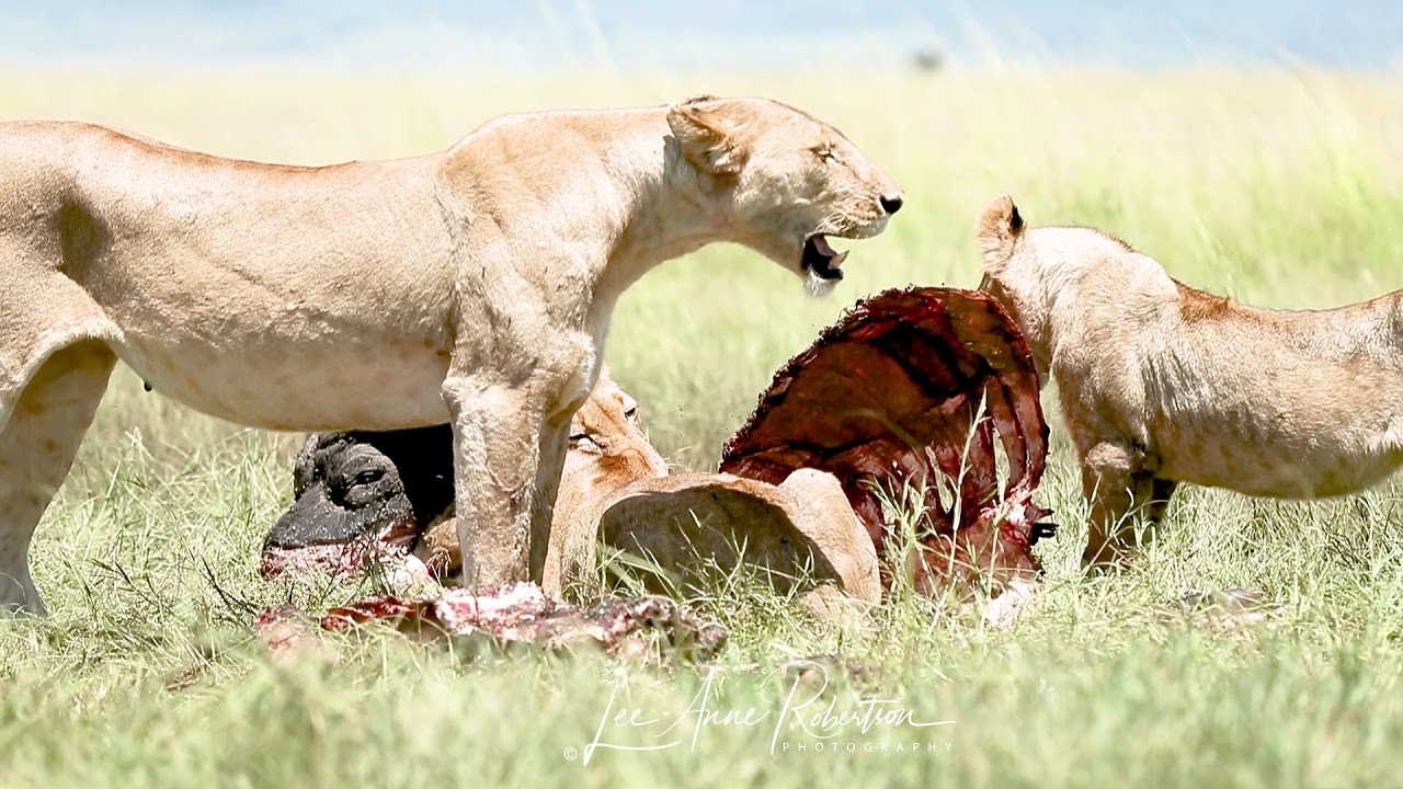 african lion safari can you bring food