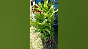 ข า Harvested Galangal ガランガル カー 