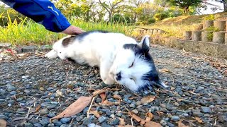 顔見たら急いで駆け寄ってきて甘える野良猫がカワイイ