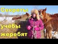 Секретики оповоживания молодых лошадей, принципы, детали. Троя