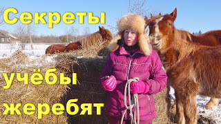 Секретики оповоживания молодых лошадей, принципы, детали. Троя