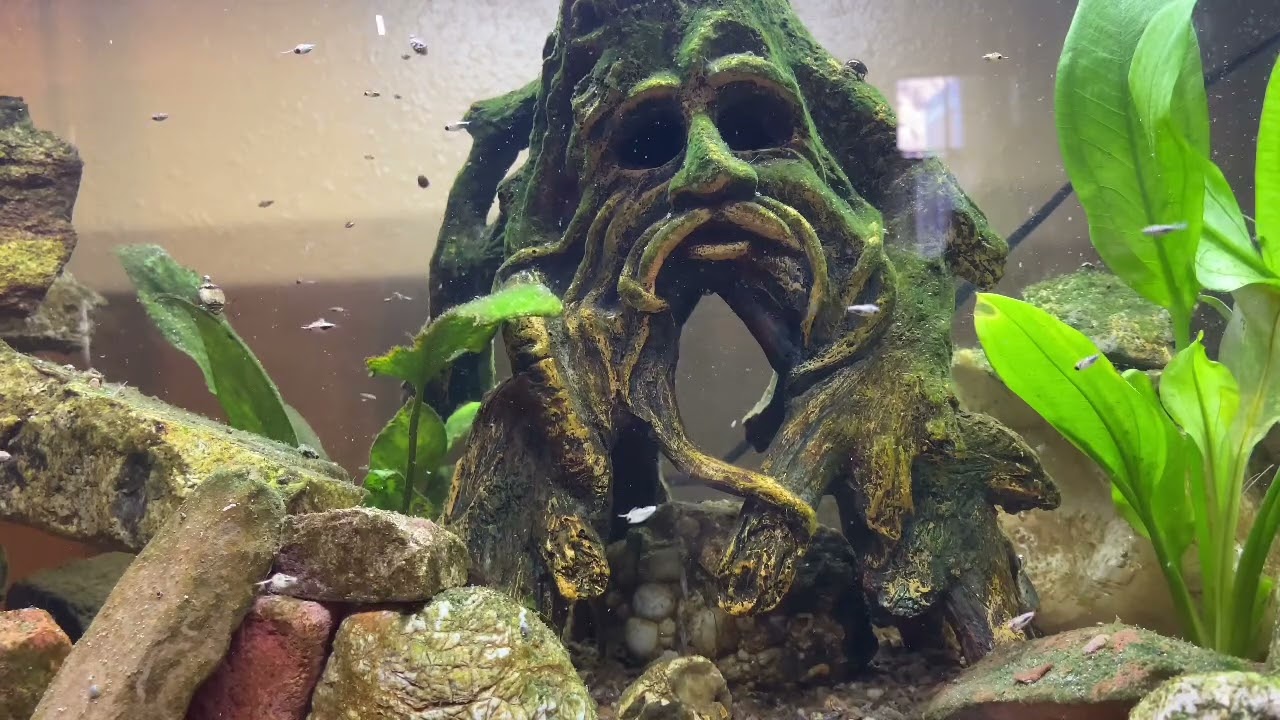 Life in an aquatic insect aquarium