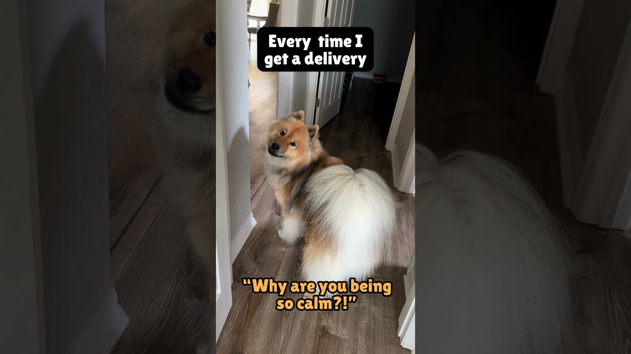 Instacart shoppers beware 😂#eurasier #dog #shorts
