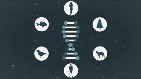 The Phoenix Project by Abstergo