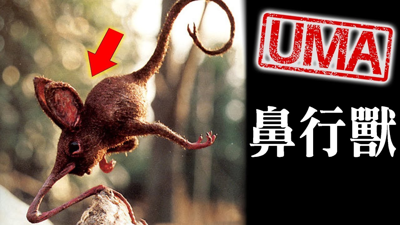 【UMA檔案】鼻行獸-20世紀因核試驗滅絕的奇幻物種! |未確認生物|超自然|古文明|外星人| - YouTube