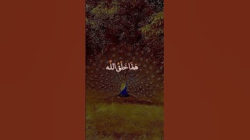 #القرآن_الكريم #فارس_عباد #تلاوة_خاشعة #اكسبلور