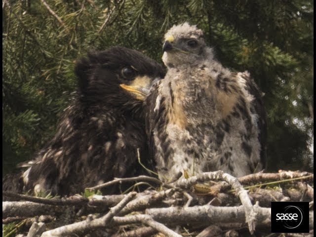 ワシ わしが育てた タカの子どもに巣でエサを与えて育てるワシが目撃され話題に ねとらぼ