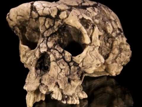 Video: Forskjellen Mellom Hominid Og Hominine