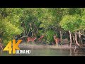 Sundarbans - The World’s Largest Natural Mangrove Forest, India - 4K 60fps Nature Relax Video