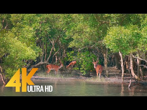 Videó: Sundarbans Nemzeti Park: Teljes útmutató