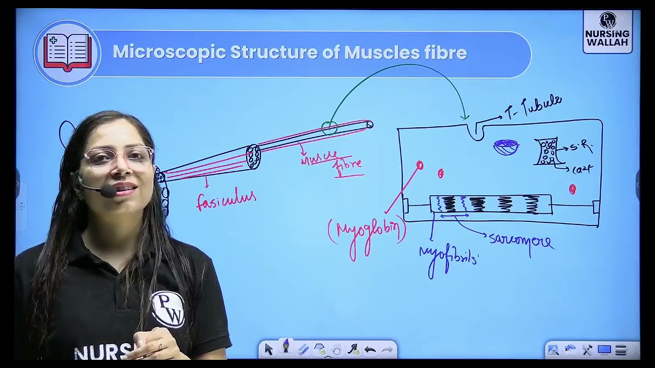 Muscular System 03   Anatomy and Physiology Part 3   Part 3