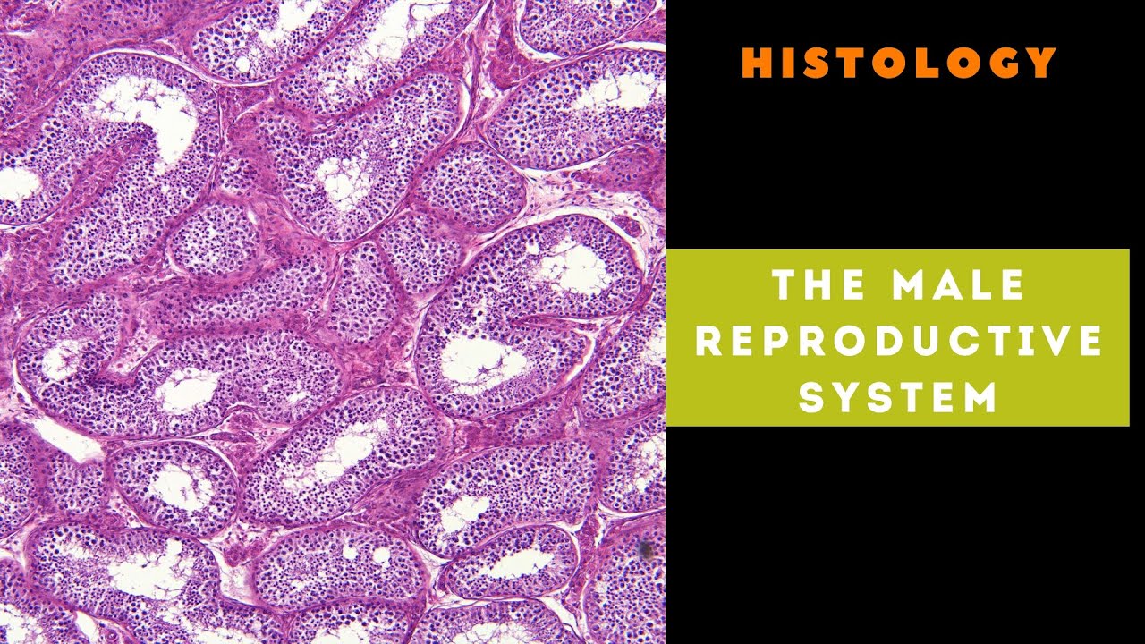Bulbourethral Glands Histology vrogue.co