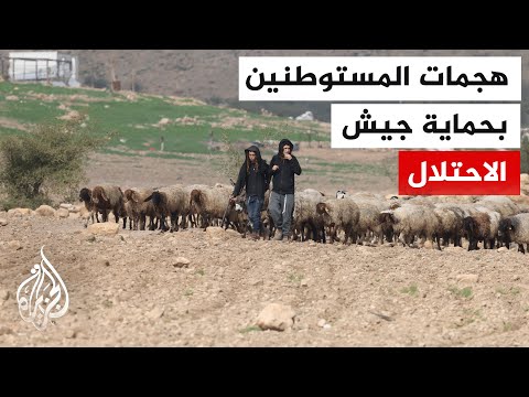فلسطينيون يوثقون سرقة مستوطنين أغناما في جلجليا وسنجل