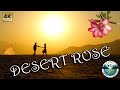 DESERT ROSE -  Sting & Cheb Mami | 2022 | 4K UHD | Music Clip