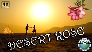 Desert Rose - Sting & Cheb Mami 2022 4K Uhd Music Clip