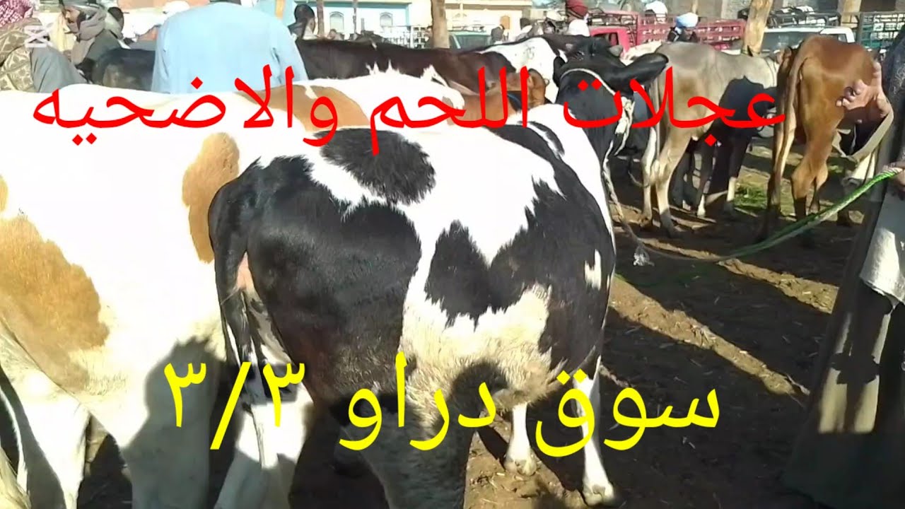 اسعارالبقراللحم وعجلات اللحم داخل سوق دراو ٤ مارس ٢٠٢٦