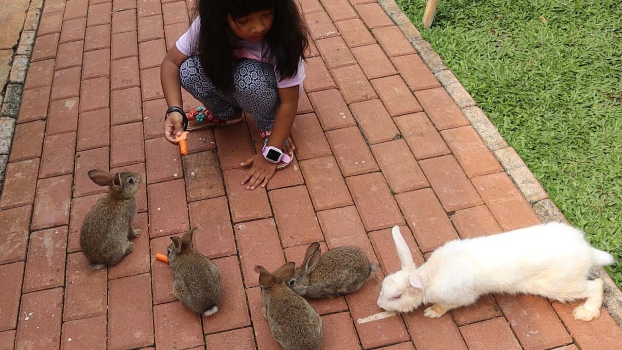 Kasih Makan Kelinci lucu