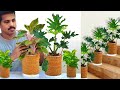Recycling Plastic Bottles into Amazing Indoor Plant Pot Making / Gardening Ideas