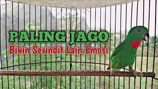 Serindit gacor memanggil || Pancingan ampuh bikin serindit lain emosi screenshot 2