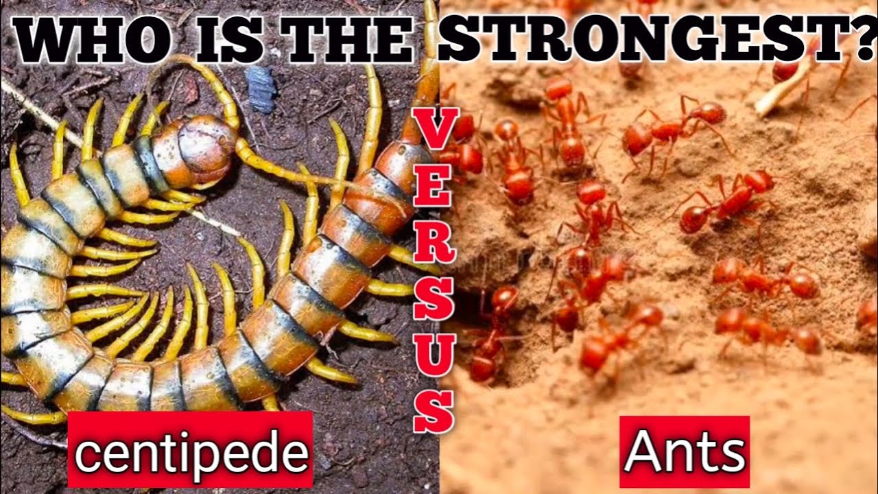 CENTIPEDE EATEN BY ANTS INSECT WAR HOW ANTS EAT CENTIPEDE