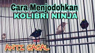 Cara Menjodohkan Kolibri Ninja Anti Gagal Pasti Cepat Berjodoh