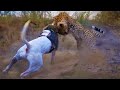 UN PERRO Guardian VS LEOPARDO CAZADOR Batalla 1 vs 1 ¿Quien Saldría Vencedor En Este Combate?