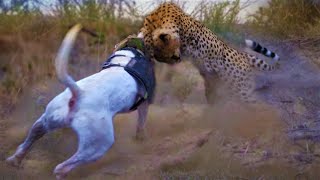 UN PERRO Guardian VS LEOPARDO CAZADOR Batalla 1 vs 1 ¿Quien Saldría Vencedor En Este Combate? by WILD ANIMALS salvajes 13,548 views 9 months ago 14 minutes, 3 seconds